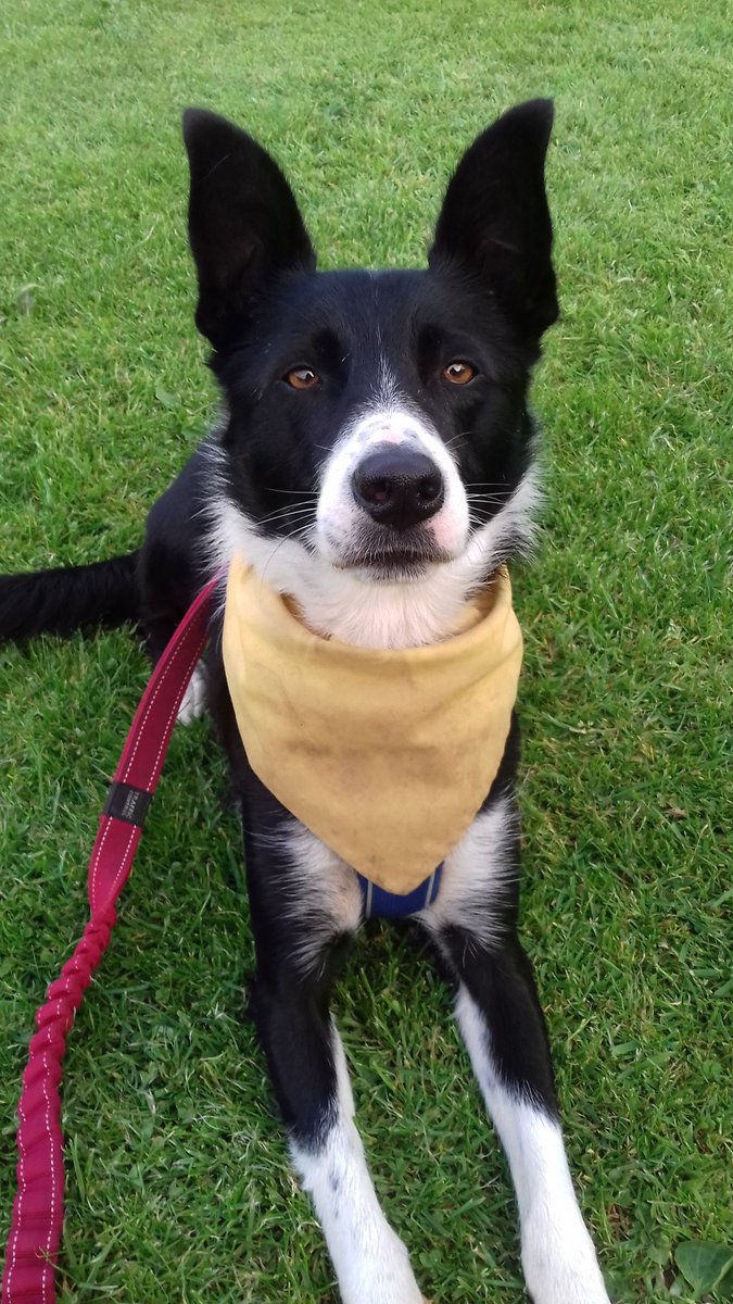 colliefullife's tweet photo. Fantastic time with Cรฒinneach at #ruffdugger he really enjoyed himself and was so well behaved even when queuing and passing other dogs โค
@BCTGB #canicross https://t.co/QeR8REfuyv