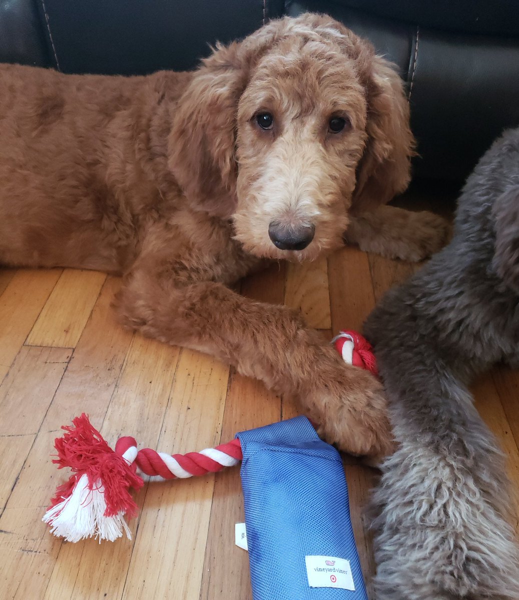 VMTLRoxy's tweet photo. #vineyardvinesForTarget 
#doggiesmom https://t.co/7U7fo8x0M7