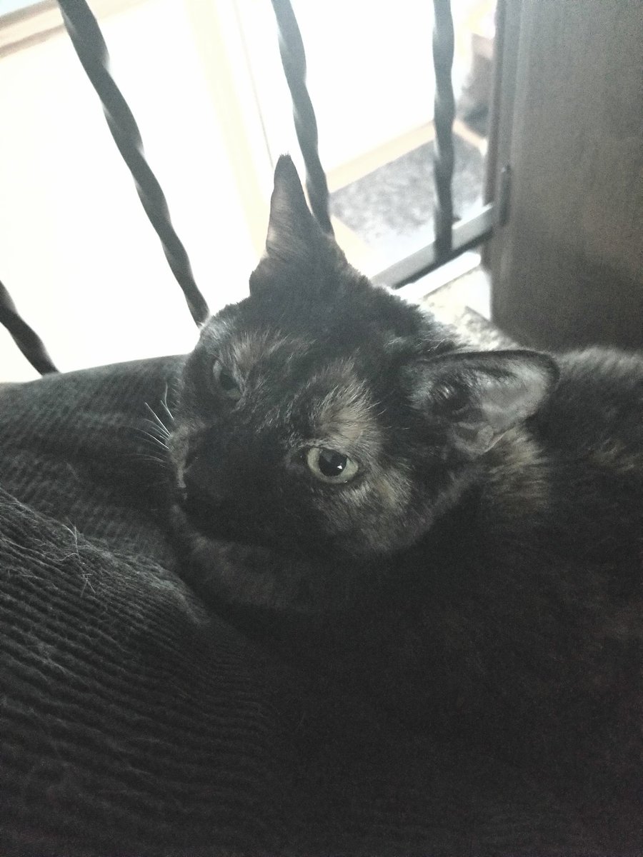 Selim_042's tweet photo. #TweetAGrumpyFaceForGrumpyCat #CatsForGrumpy https://t.co/HByJSTYHtT