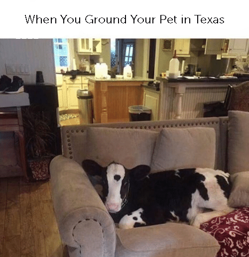 TexasLegalDocs's tweet photo. Or when the heat is too much! https://t.co/2wFONDsumQ