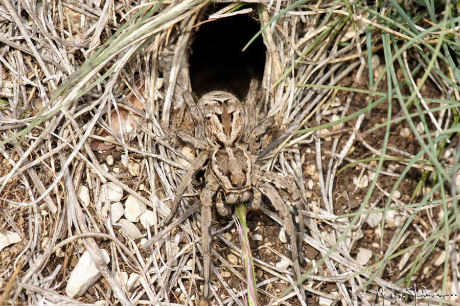 En français, la tarentule, c'est elle : Lycosa tarentula, la lycose de Tarente. Comme en anglais "mygale" se dit "tarantula", de mauvaises traductions ont rendu mygale et tarentule synonyme, mais pas du tout. C'est une araignée du Sud de la France, qui vit dans un terrier.