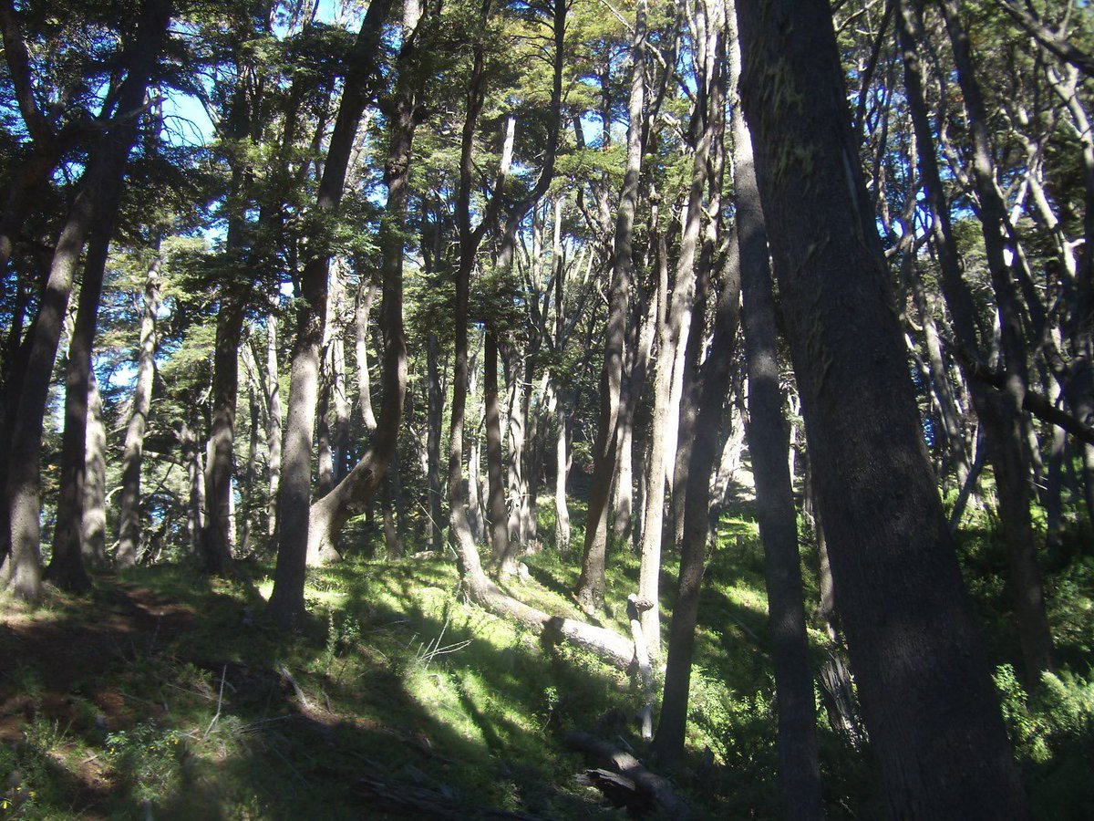 gaviotacocinera's tweet photo. Fotos mías de #Paimun PNLanín área Huechulafquen...
Bosque
Final de ruta a Paimún
Amanece en lago Paimún
Volcán Lanín https://t.co/8aXDChDWZ5