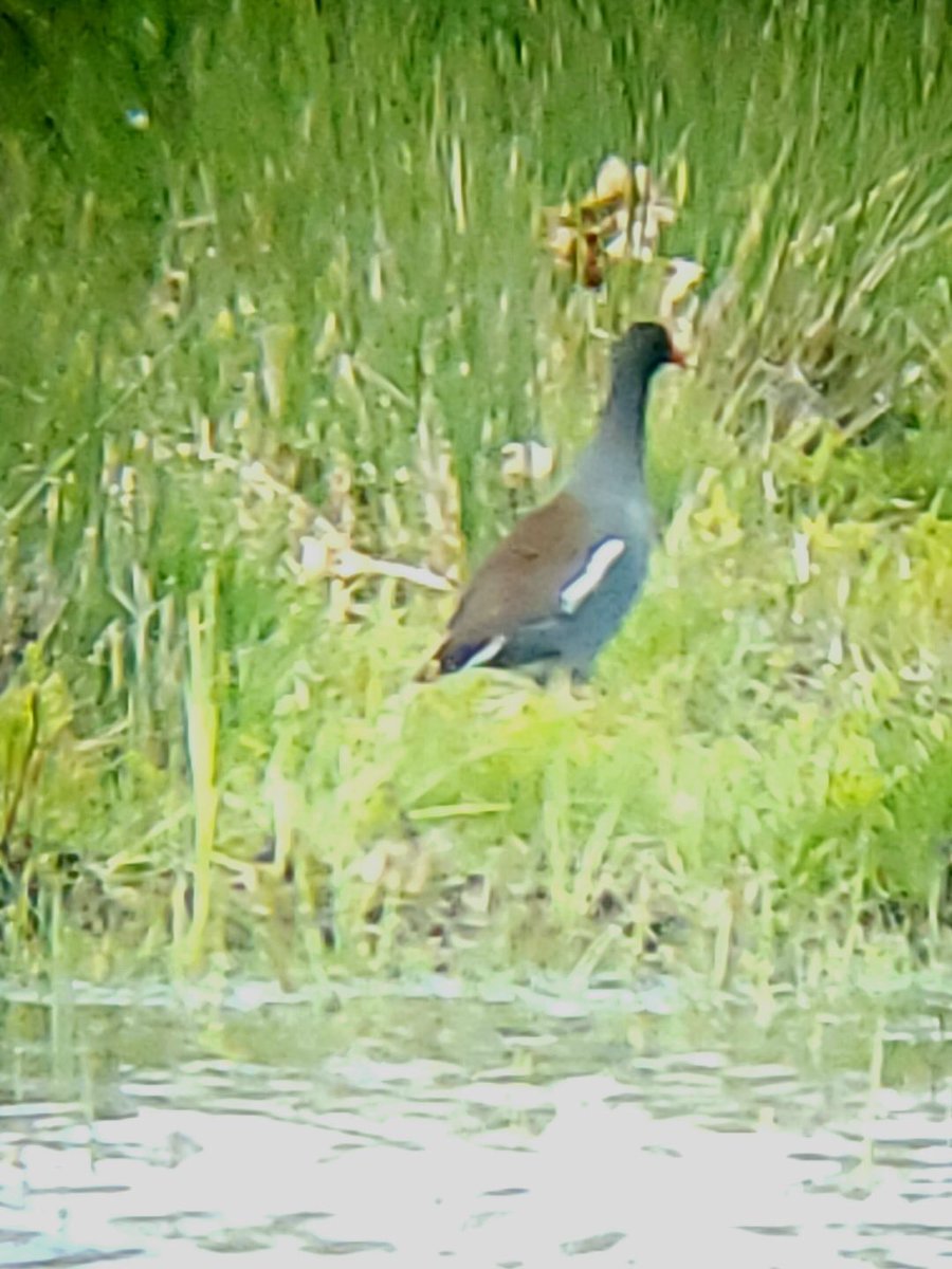 SMACaudubon's tweet photo. So excited to see the Gallinule in Biddeford. Life bird for Julie – this is her picture. #birdathon2019 # maineaudubon https://t.co/7sxlk0FCyP