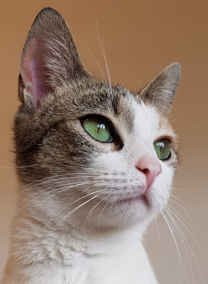HuellasProte's tweet photo. Queremos compartir con vosotros nuestra felicidad por la adopción de nuestra preciosa Miriam!!! Gracias por ayudarnos a que nuestros peludos encuentren un hogar https://t.co/X832AELGi2