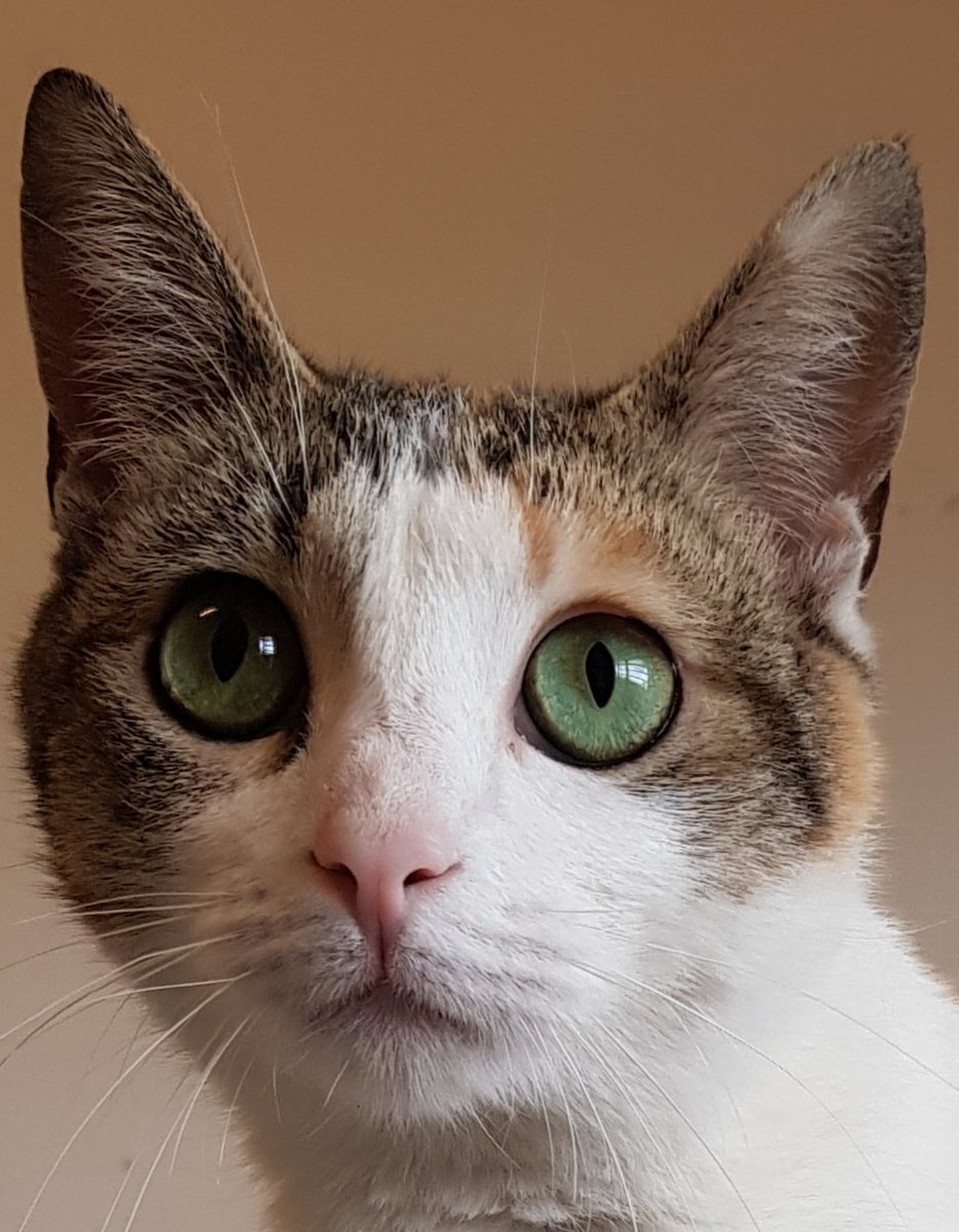 HuellasProte's tweet photo. Queremos compartir con vosotros nuestra felicidad por la adopción de nuestra preciosa Miriam!!! Gracias por ayudarnos a que nuestros peludos encuentren un hogar https://t.co/X832AELGi2
