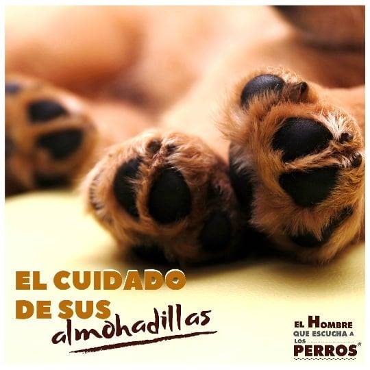 escuchaatuperro's tweet photo. #TIPS 🐾 Aunque los pulpejos o almohadillas de la pata del perro son duros como callos, bastante más resistentes en comparación con la planta del pie humano, no hay que abusar de ello. En este hilo algunas recomendaciones para cuidarlas. https://t.co/vzJoUXNS67