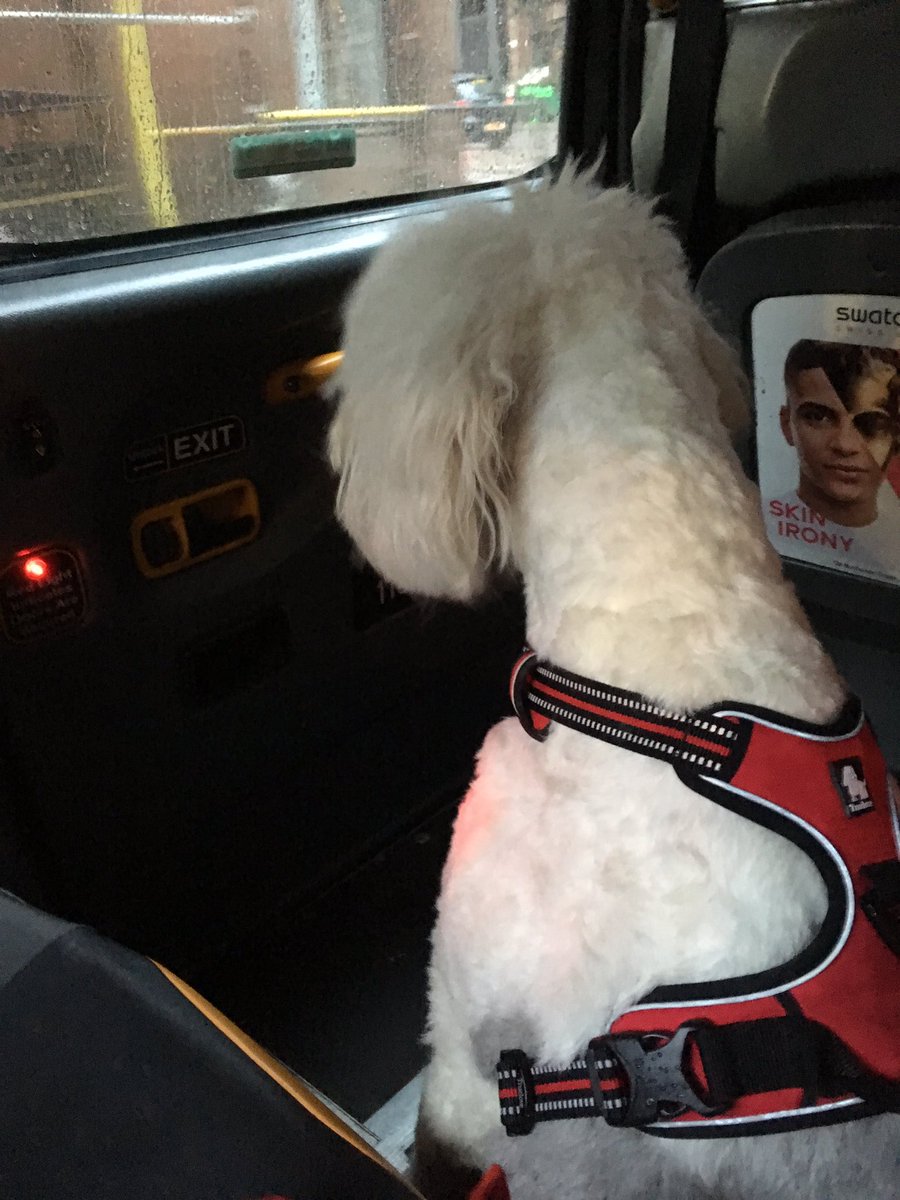 Fancy Nancy &amp; I had a great time at <a href="/PLATFORMgla/">Platform</a>  tonight. Not a single person passed without making a fuss of her. Top scran from <a href="/gingerandchilli/">Ginger & Chilli</a> as always &amp; a great vibe. #glasgowfood