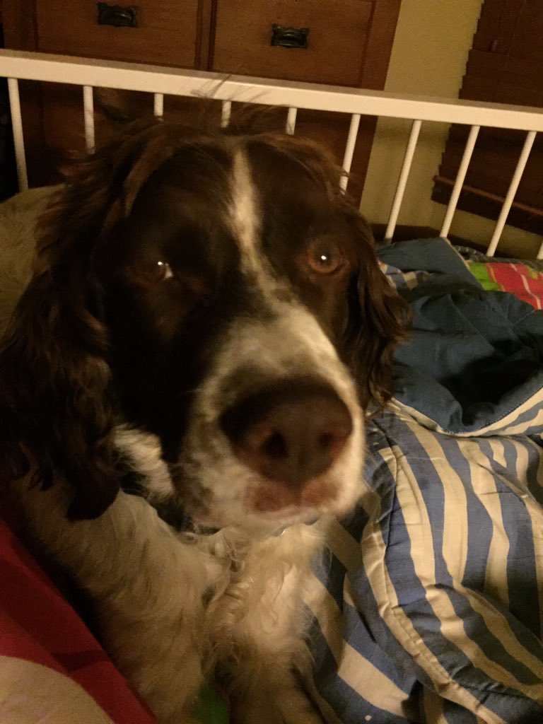 jdtoo's tweet photo. @JB_AU #DogsofEurovision https://t.co/hgIstVcZvq