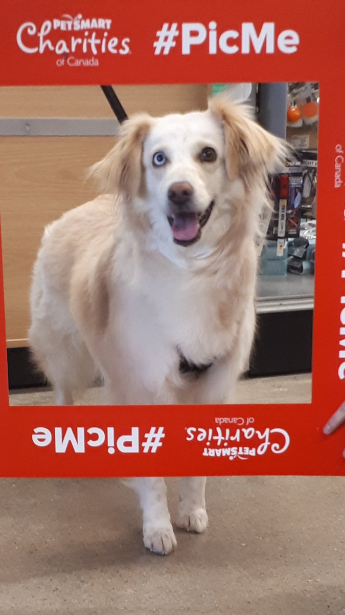 Sandy is going home today!!
#PicMe #LifeAtPetsmart #adoptdontshop #AdoptLove 
<a href="/ThatJenKelly/">Jennifer Kelly</a>