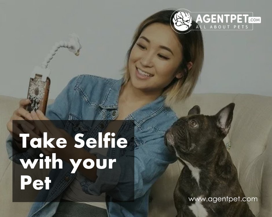 agentpetdotcom's tweet image. Take a Selfie With Your Pet and Upload it at AgentPet's Social Platform and Win a Gift Hamper at the end of Month😍😍 #AgentPet #BuyandSell #PetEngage  #FindVetshop #PetTravell #InternationalPetTravel #PakistaniPets #Animals #Cats #Dogs #Birds #Reptiles #royalfriend