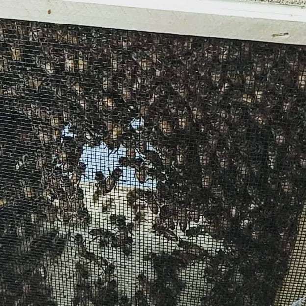 PapaWoofs's tweet image. My package of bees came in. RIGHT before I had to leave for the day. Will be freeing these 1000 girls into a hive tomorrow morning. #beekeeping #bees #packagebees bit.ly/2VKZoE9