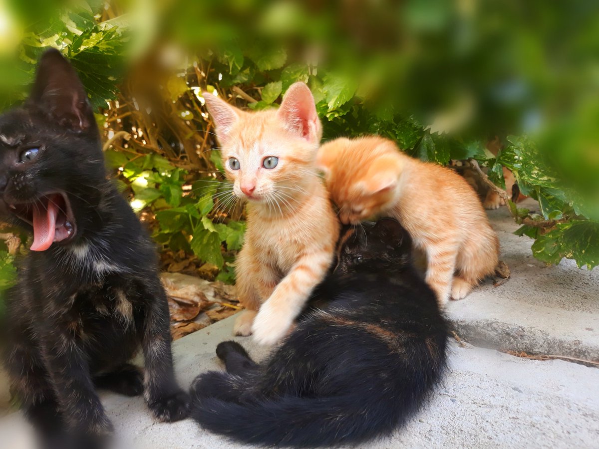 Patrick01watt's tweet photo. #catlovers @TheEllenShow these cuties are in St.Lucia enjoying the warmth of the tropics. https://t.co/h1fCsUqaCL