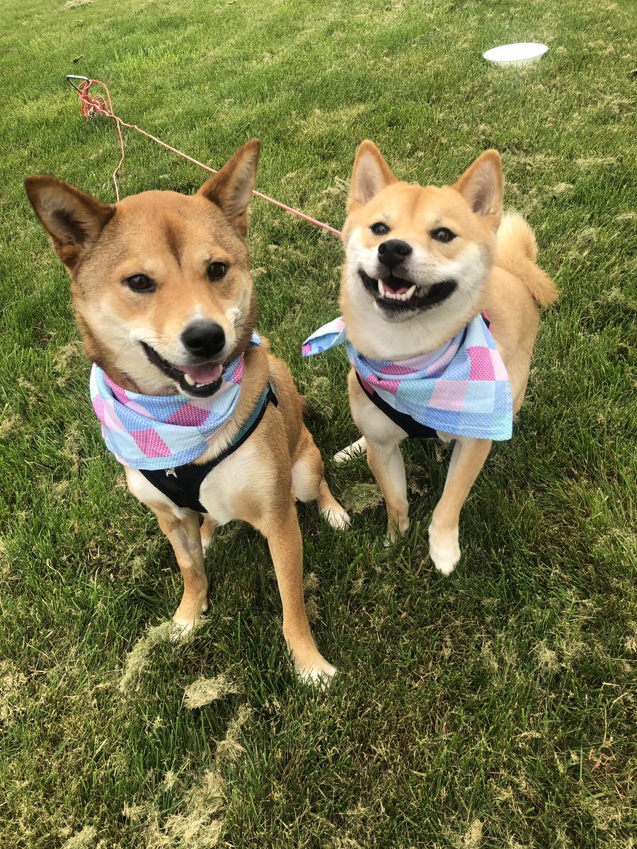 Not always the most graceful at taking pictures, but Luna and Pete are loving the puppy items from <a href="/vineyardvines/">vineyard vines</a> collaboration with  <a href="/Target/">Target</a>