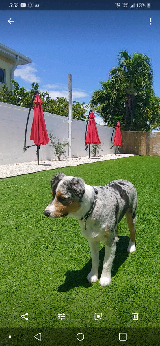 Dogs getaway tweet media