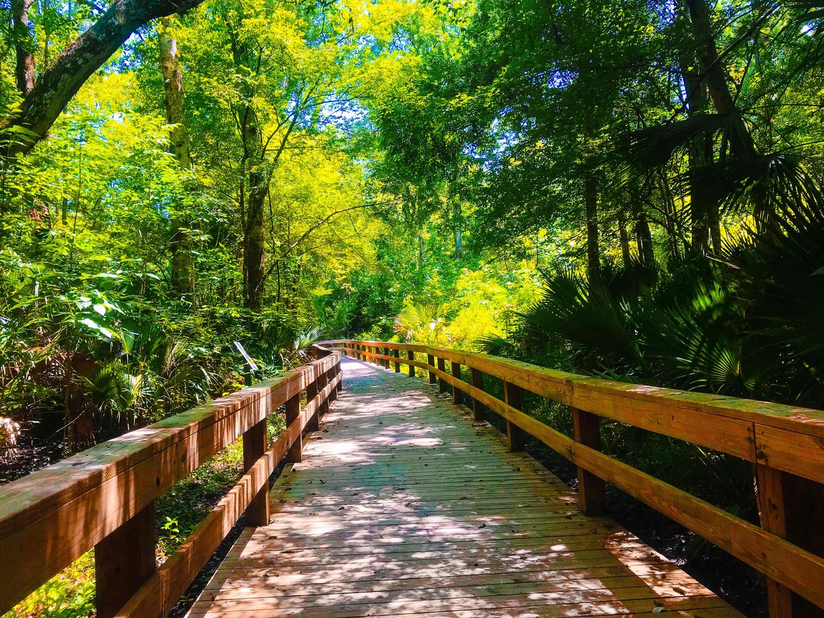 OsbornFamHikes's tweet image. Even though it’s 91 degrees 🥵 outside, walking a trail always cools my soul. On this day we went to #bigtreepark In #Longwood where some of the biggest #baldcypress trees 🌳 in the area are located.