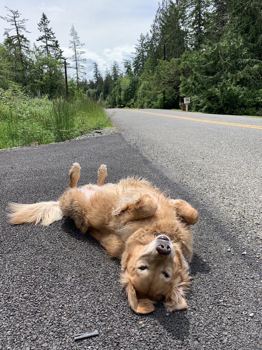 MJinWA's tweet photo. Beautiful day in WA.  Did come across this strange looking roadkill though. https://t.co/EneuGsMFCb