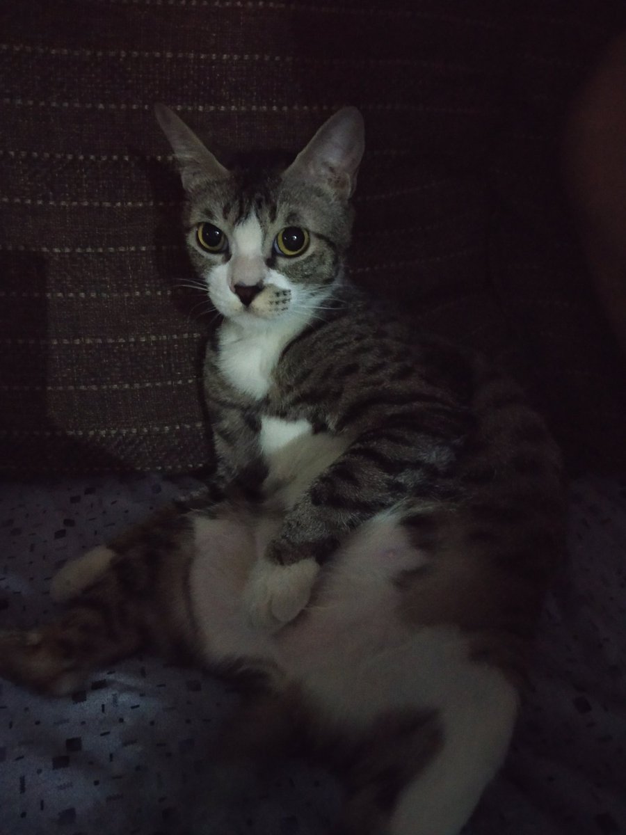 MeowAndMini1's tweet image. Bored