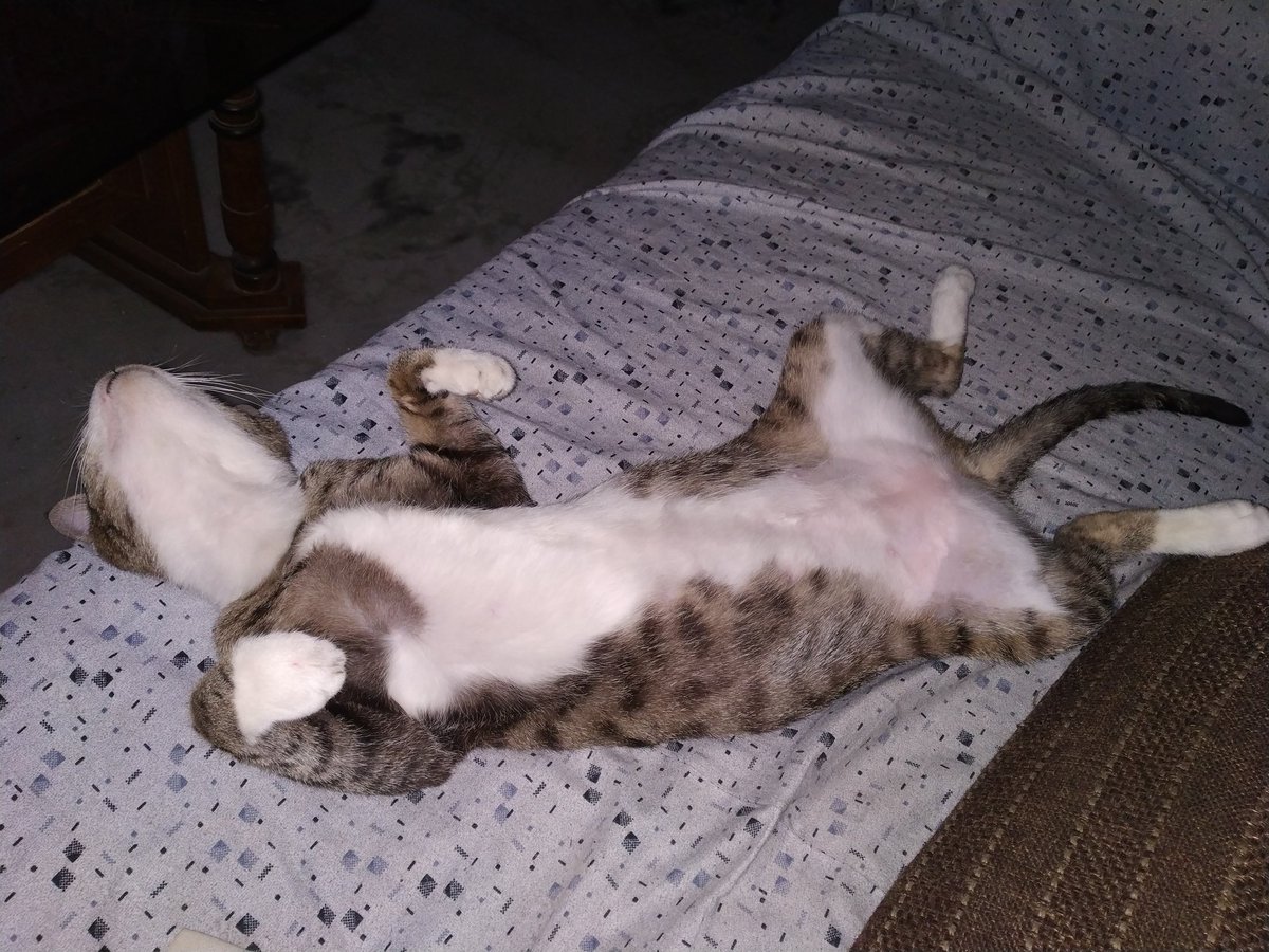 MeowAndMini1's tweet image. Playing dead