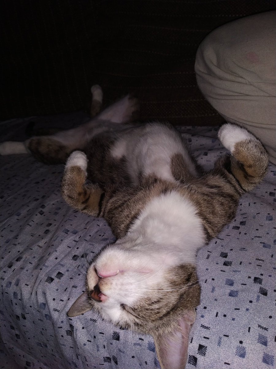 MeowAndMini1's tweet image. #playingdead