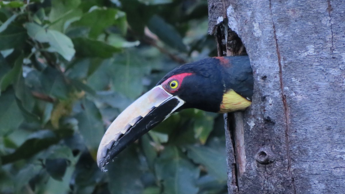 Holaaaa!!!
Pteroglossus torquatus, Collared Aracari.