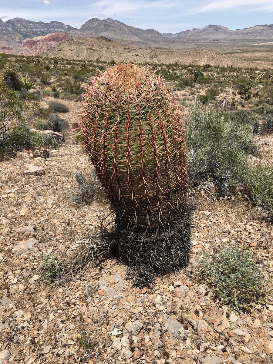 TxFunCpl14's tweet image. I think they call this cactus  the Desert French Tickler! #soundslegit