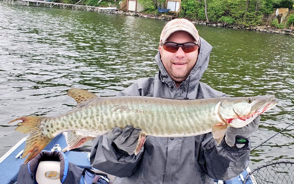 CapCityMuskies's tweet photo. Congratulations to our #MadisonChainOuting winner, Matt Vike. He caught this pretty Lake Waubesa Muskie on a perch colored Phantom Softail! Congratulations Matt!π£ #CCMI #CapitalCityMuskiesInc #MuskiesInc https://t.co/yjLtbhFPPp