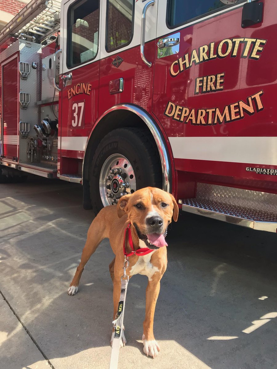 animals_clt's tweet image. We had a great, albeit hot, day with @charlottefire in Rivergate! 10 of 19 dogs found new homes; including heartworm positive Buddy who will be going through the #Foster2Adopt process. Thank you to CFD for the accommodations &amp;amp; all the volunteers who helped handle our #ACCpups!