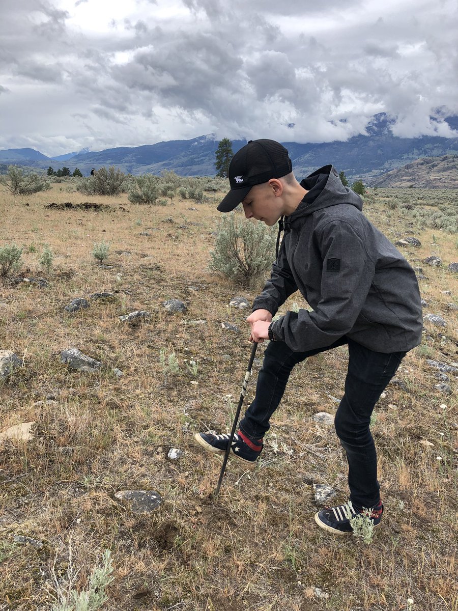 Students digging Spitlem (bitterroot) on Friday! 🌸 #foodchief #syilx #sd53learns