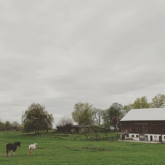 mattmcintyre123's tweet photo. Walks on the farm 
#farm #summer #horses #countrylife https://t.co/7sBcM79rK9 https://t.co/bxhBDjd2T8