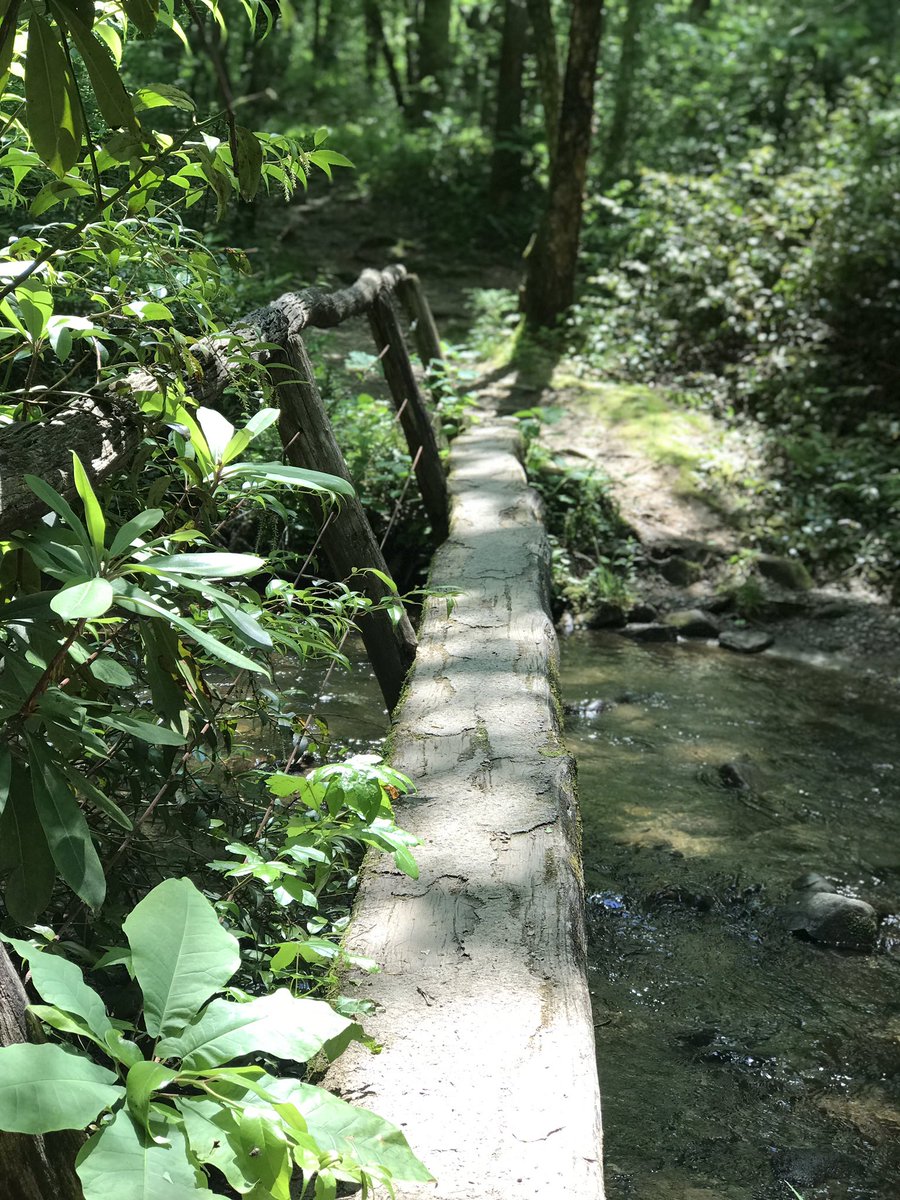 ZachHood9's tweet photo. Great hike today in the @GreatSmokyNPS! #getoutside #hikingadventures #Tennessee #neverstopexploring https://t.co/gE6NmbOBwF