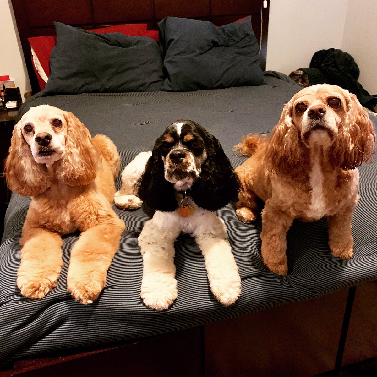 Mystic_Lynx's tweet photo. These gorgeous pups all got groomed this weekend are looking pretty dapper. #dogs #doggrooming #belle #toby #zephyrthecocker #cockerspaniel #cockermix #adorable #babyangels #babybug #chicago #spring #edgewater https://t.co/XoJHBDARmD