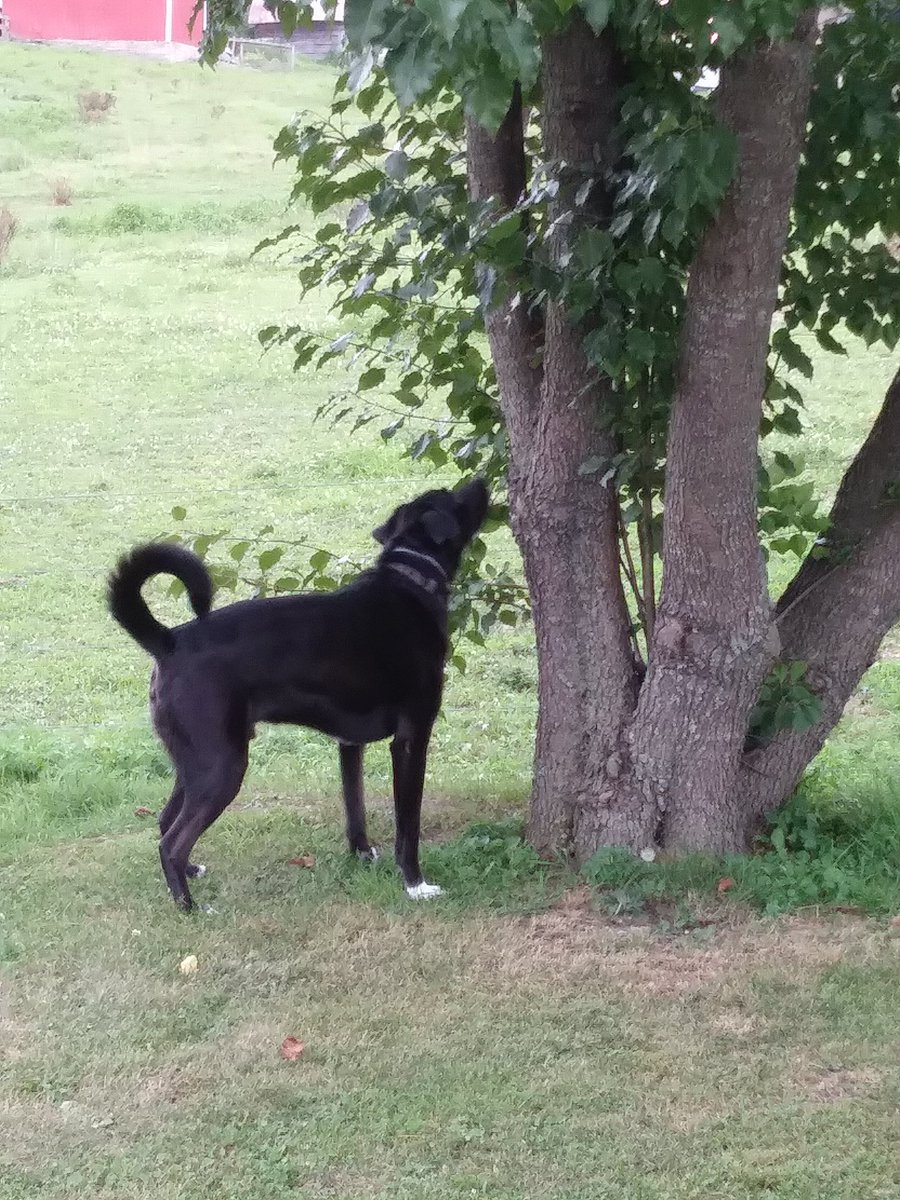Jo6220's tweet photo. @dog_feelings Cooper chased Punxsutawney Phill up a tree because his humans didn't like Phil's prediction! https://t.co/5ZNBdh2xAQ