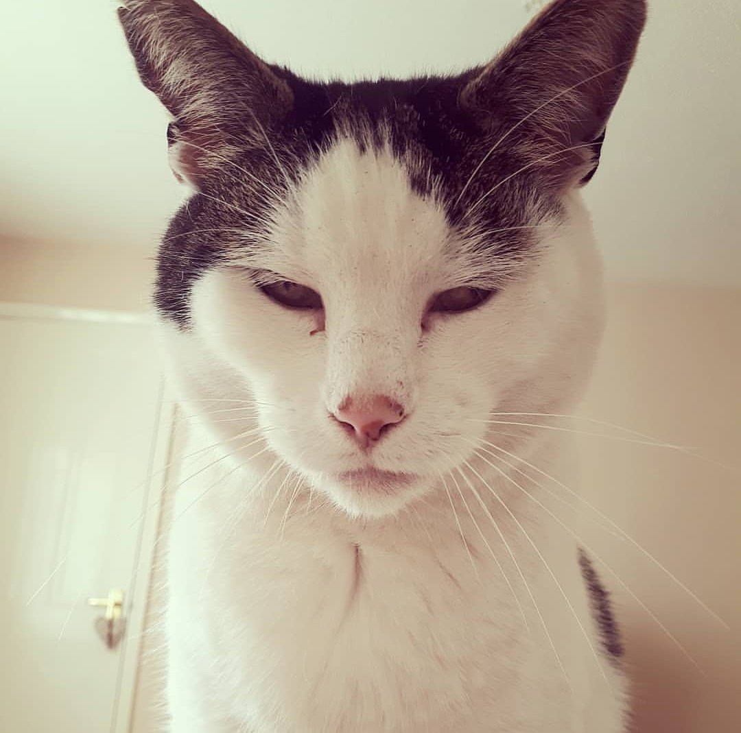 i_am_obie's tweet photo. #TweetAGrumpyFaceForGrumpyCat https://t.co/0jRPlz0Fuv
