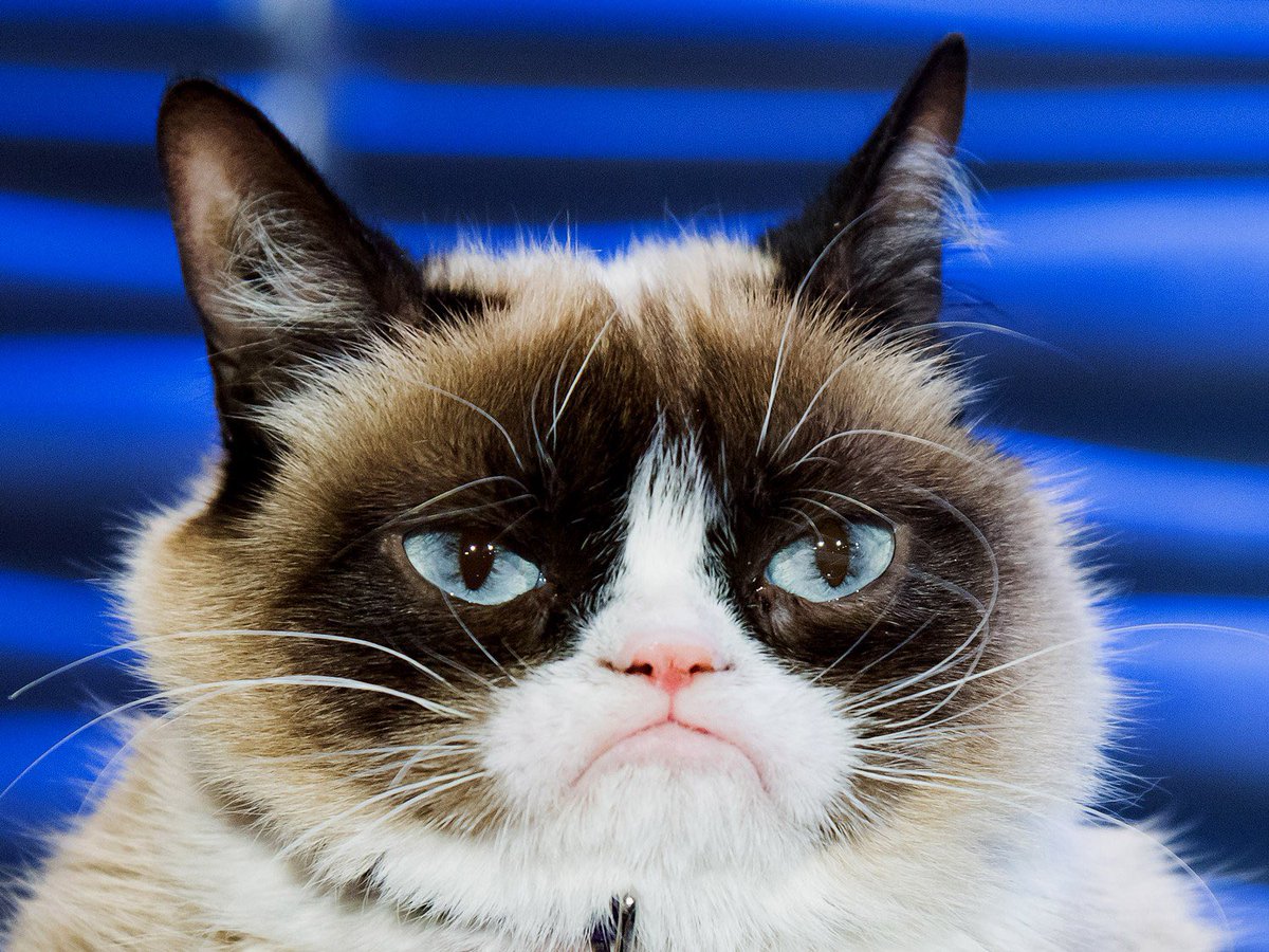 Nooooo! Perdimos a una GRAN celebridad de internet... Grumpy Cat! Descansa en paz!