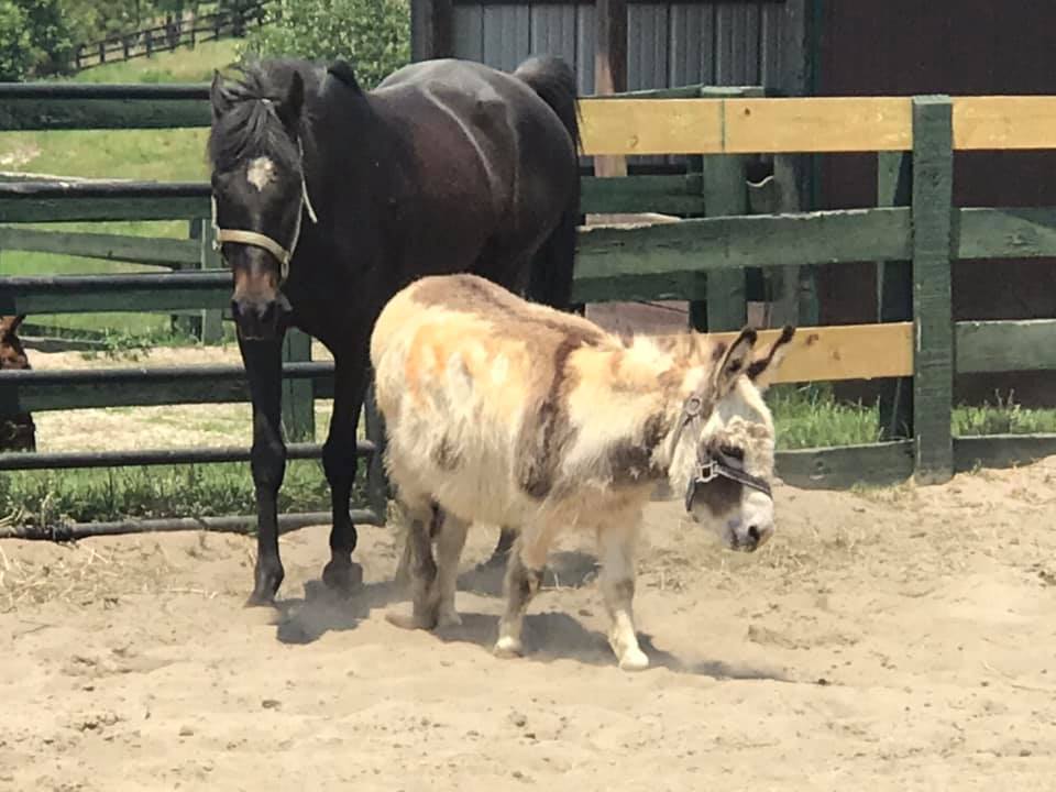 Aiken Equine Rescue (@aikenequineresc) on Twitter photo 2 of 9 #horse & donkeys <a href="/AikenEquineResc/">Aiken Equine Rescue</a> took in today. Their owners died and we are left to care for them with no funds for food, farrier or vet bills. Please donate! 2 of 9 #horse & donkeys <a href="/AikenEquineResc/">Aiken Equine Rescue</a> took in today. Their owners died and we are left to care for them with no funds for food, farrier or vet bills. Please donate!