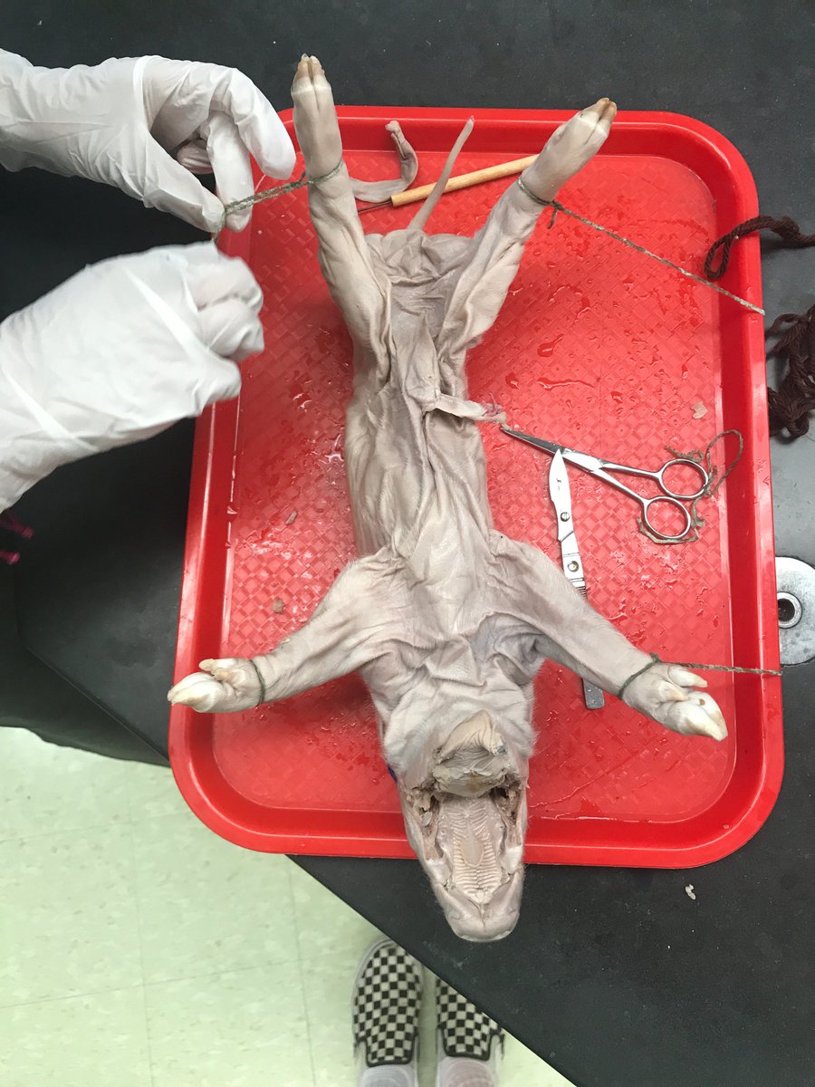 BioKawar's tweet image. Nobody: 
Wilbur: 🤪

#apbio3