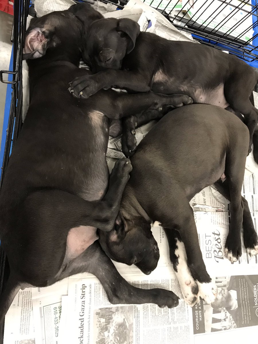 Petsmart 0255 tweet media
