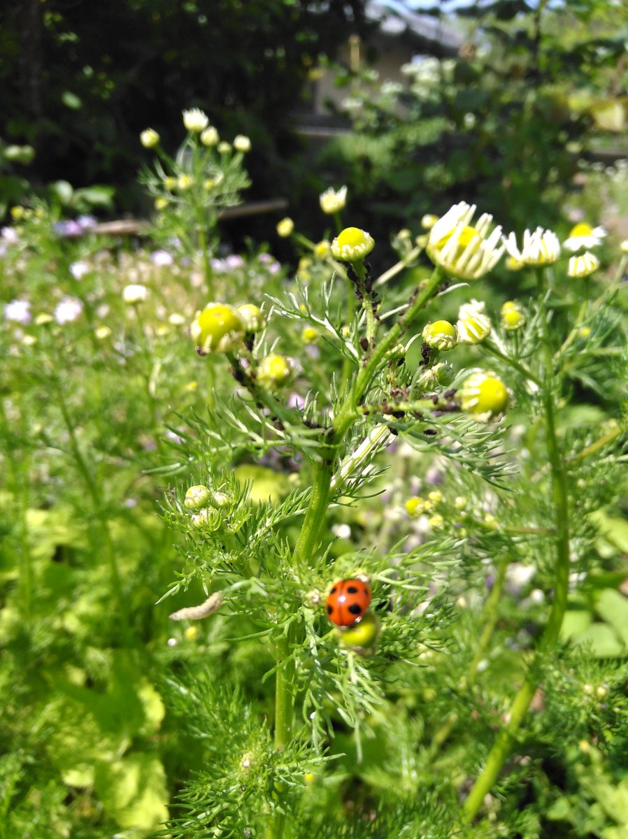 ゆず れおんとお庭 Pa Twitter 結局雨は降らず仕舞 地植えの植物はそれでも元気 カモミールは 毎年こぼれ種でよく増える すぐアブラムシがつくから てんとう虫くんもやって来る 手前は春菊の花 家庭菜園 ガーデニング いまにわ5月 ジャーマンカモミール