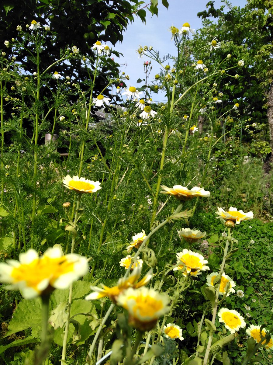 ゆず れおんとお庭 結局雨は降らず仕舞 地植えの植物はそれでも元気 カモミールは 毎年こぼれ種でよく増える すぐアブラムシがつくから てんとう虫くんもやって来る 手前は春菊の花 家庭菜園 ガーデニング いまにわ5月 ジャーマンカモミール ゆず れおんとお庭 結局雨は降らず仕舞 地植えの植物はそれでも元気 カモミールは 毎年こぼれ種でよく増える すぐアブラムシがつくから てんとう虫くんもやって来る 手前は春菊の花 家庭菜園 ガーデニング いまにわ5月 ジャーマンカモミール