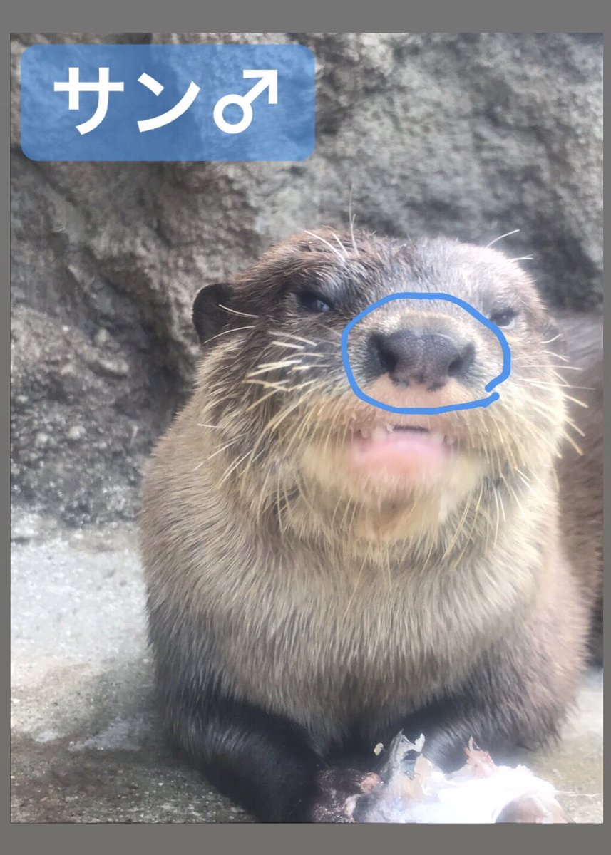 豊橋総合動植物公園 豊橋のんほいパーク Na Twitteru コツメカワウソファン必見 ฅ W ฅ １歳を過ぎて身体が大きくなり 見分けが難しくなってきたサン キサ 鼻の黒い模様が微妙に違います サンちゃんは黒い鼻の下のピンクの面積が多いです 豊橋 のんほいパーク