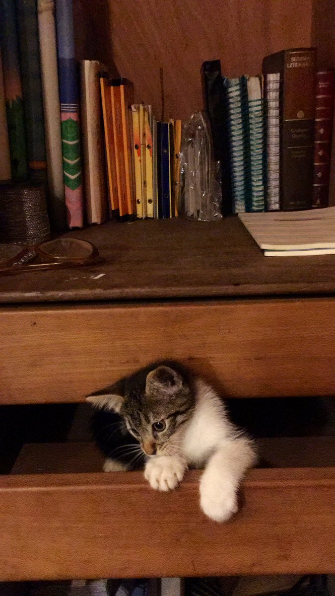 patironcha's tweet photo. Se me perdió #MikeGato no sabia donde mas buscarlo.. hasta queee https://t.co/FvGuhcthv7