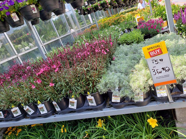 Customers and “others” flocked to HD732 to check out the great annual and perennial sales @PPSinHD @JSingletonPPS <a href="/DyerEric18/">Eric Dyer</a>