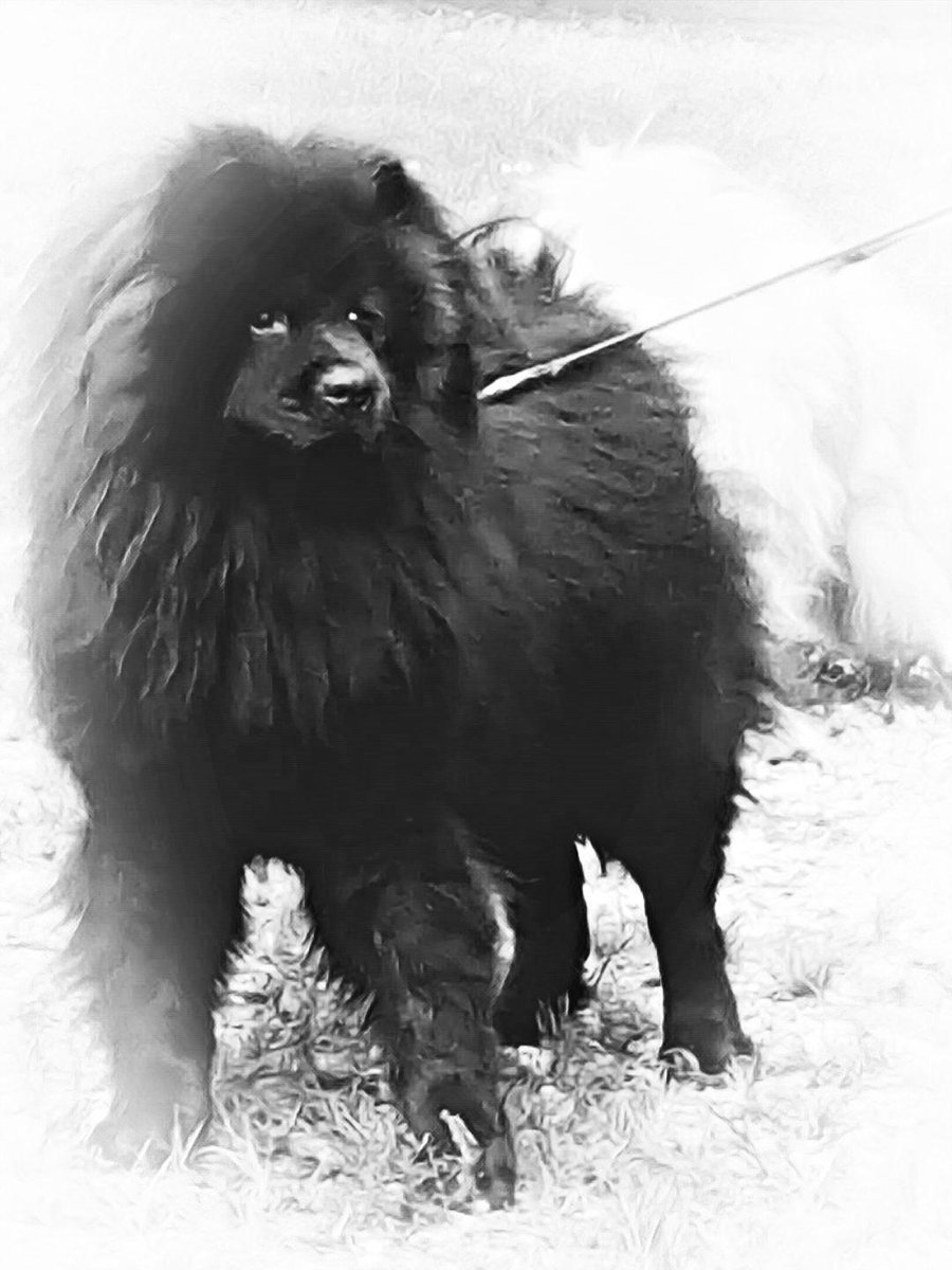 bittymac's tweet image. My big boy has a ACL tear. 🙁 No activity for 6 weeks.  Gated in. Made a 
4 x 6 doggie port-a-potty on the back porch with faux grass.  #mychowchow #tornacl #bigboy80lbs