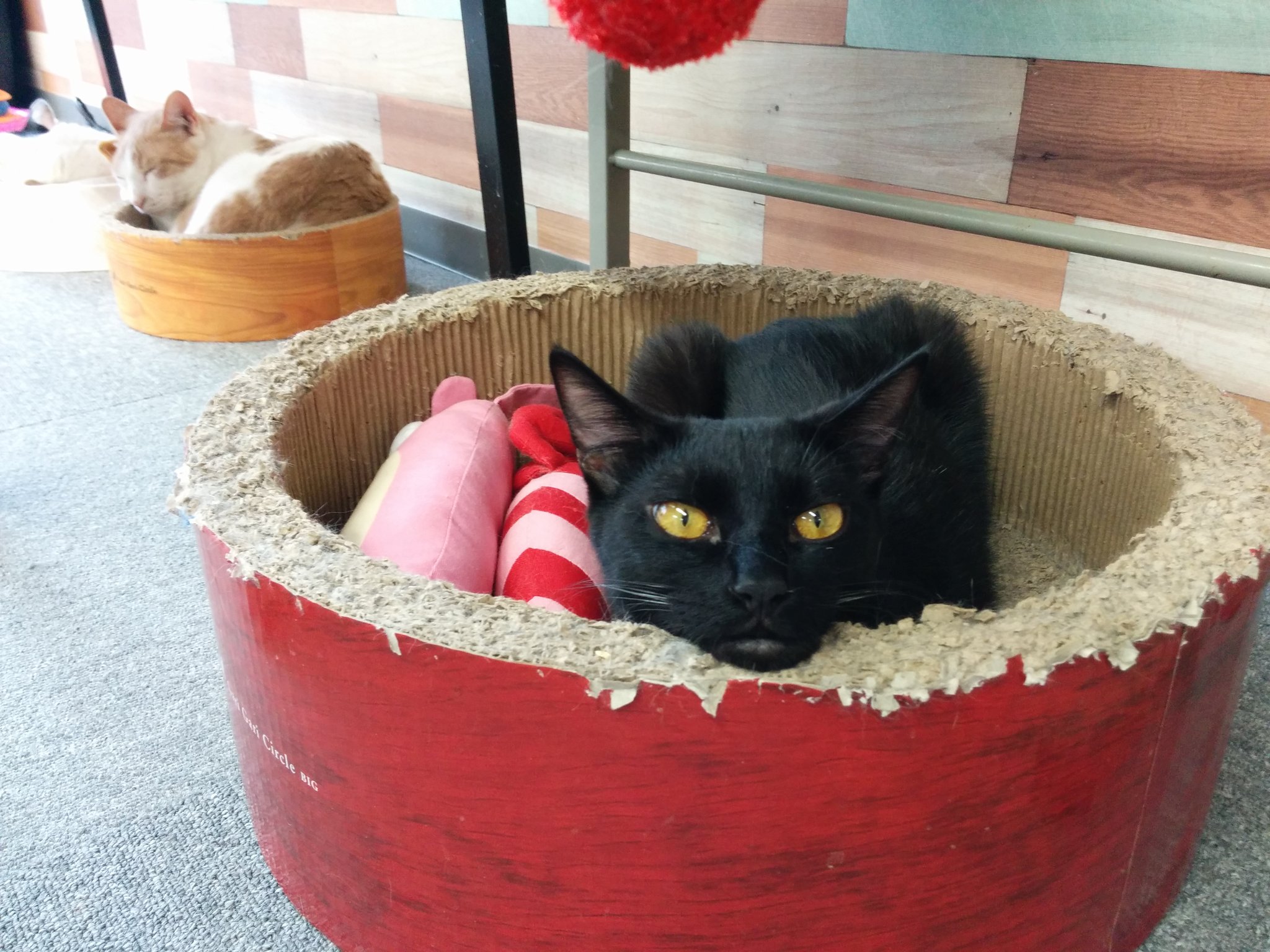 猫カフェ婚活 Twitter Search Twitter