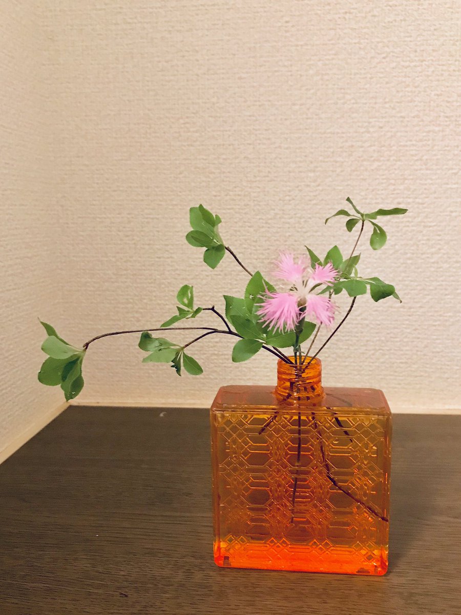 瞳仙 茶道家修行中 Tosen Sophiasei Twitter