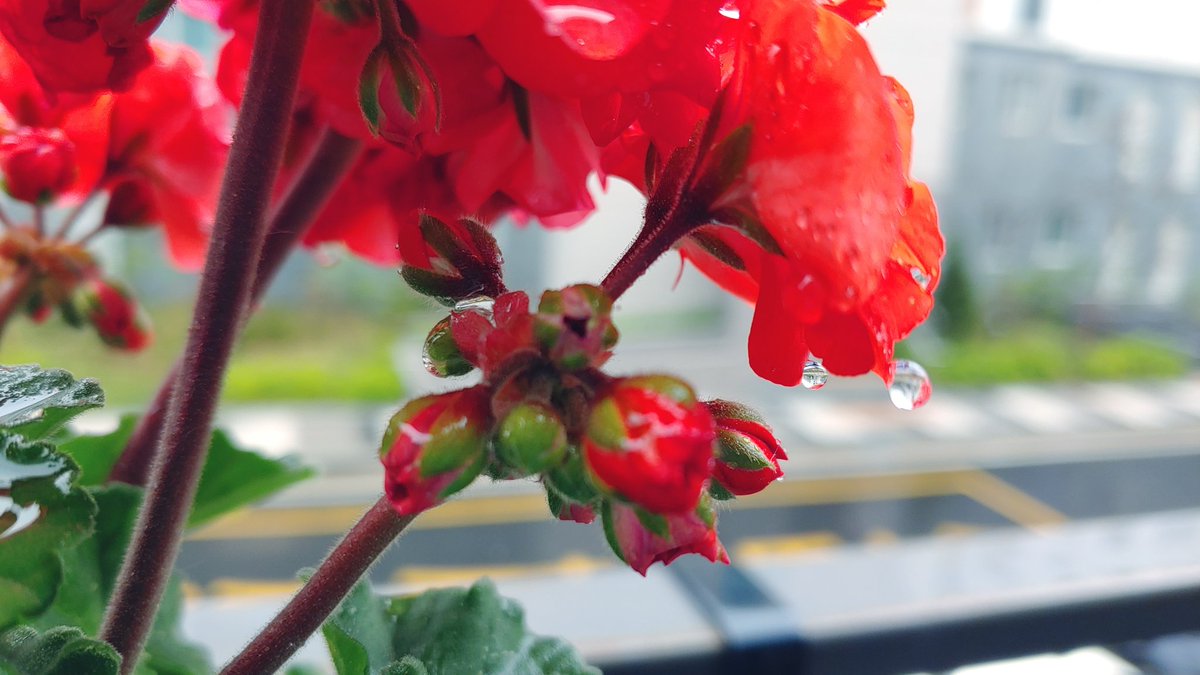 .
투닥 거리는 빗소리를
들으면서 깼다
얼마만에 들어보는 빗소린지. . 
귀가 호사를 누리는 ㅇㅏ침
커피가 빠질수 없지. . ^^