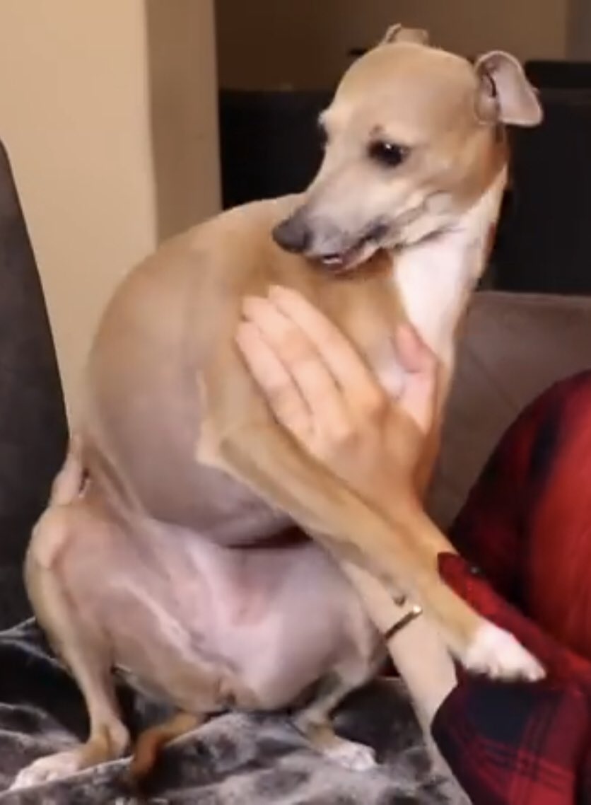prepareyourcha2's tweet photo. Nobody:........
Jenna marbles’ dogs: https://t.co/SugBls2euQ