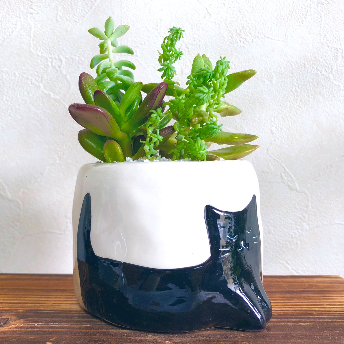 たき Cuecube 黒猫の鉢植えを買ったので 一目惚れ 即購入 寄せ植えをしてみました ピンセットを使ってセダム 細くて細かいやつ すぐ崩れる を植えたり 割り箸で隙間にゼオライト敷き詰めたり 慎重な細かい作業でしたが 楽しい時間でした たき Cuecube 黒猫の鉢植えを買ったので 一目惚れ 即購入 寄せ植えをしてみました ピンセットを使ってセダム 細くて細かいやつ すぐ崩れる を植えたり 割り箸で隙間にゼオライト敷き詰めたり 慎重な細かい作業でしたが 楽しい時間でした