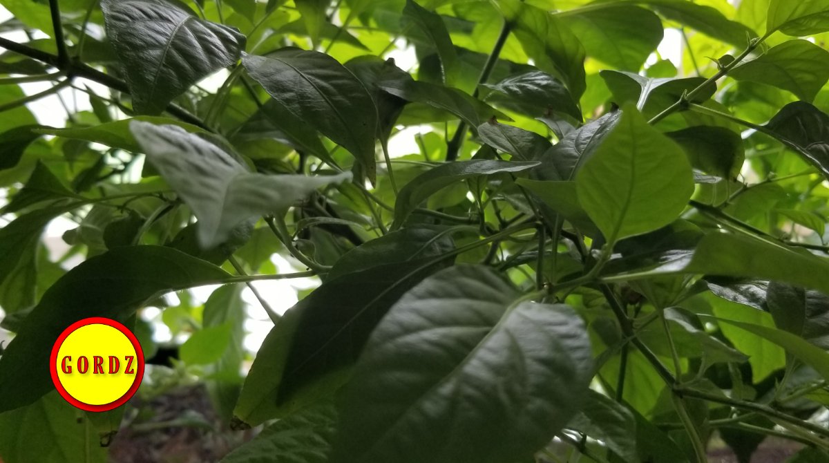 GordzHotSauce's tweet photo. #Reaper power ๐ช๐ฅ๐ถ
https://t.co/I2DZCZZ80U ๐จ๐ฆ๐ฅ๐ถ๐ฑ #seedtobottle #allnatural #hotsauce #saucepiquante #Gordz #pimentsforts #growyourown #hotpepper #grower #fieldtofork #CarolinaReaper #Scoville #spicy #Ontario๐ง๐ฒ #Canada๐จ๐ฆ https://t.co/bQU5UokjJP