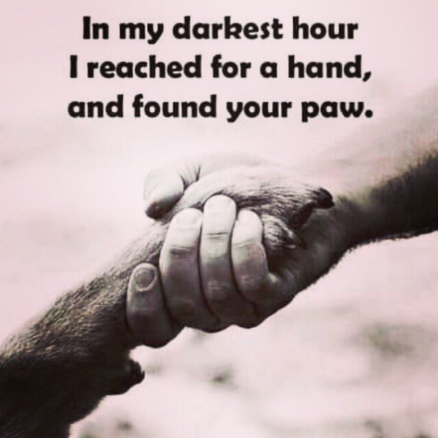 AntlerPoint's tweet photo. The impact these four legged animals have on our returning warriors is profound. #stop22aday🙏🇺🇸 #22aday #apgundogs #antlerpointgundogs #battlebuddies #battlebuddy #labradorretriever #labrador #retriever #labsofintagram https://t.co/ig0Ru0TQie